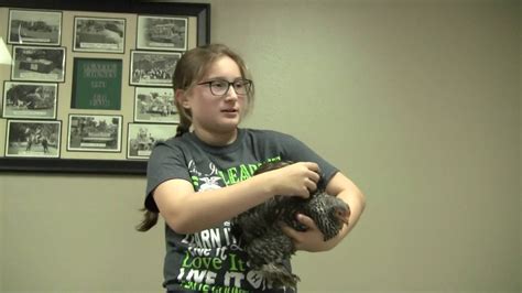 4 H Poultry Showmanship Barred Rock Cochin Youtube