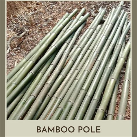 Natural Bamboo Canes Vietnam Bamboo Poles And Sticks Origin Materials