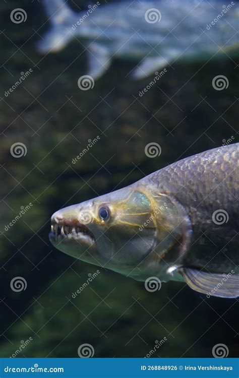 Fish Under Water Goliath Tigerfish Hydrocynus Goliath Stock Photo