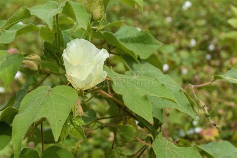 Blooming Cotton Plants Flower On Branch In Cotton Field Stock Image