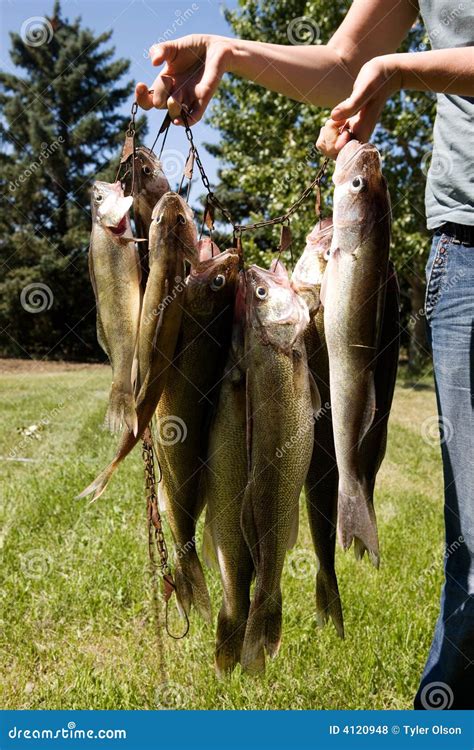 Walleye Fish stock photo. Image of pickeral, grass, macro - 4120948