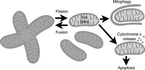 Model Of Mitochondrial Regulation Mitochondria Form An Interconnected