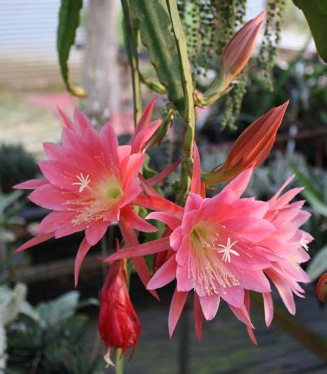 Tropicals Thousand Pinks Orchid Cactus Epiphyllum Epicactus