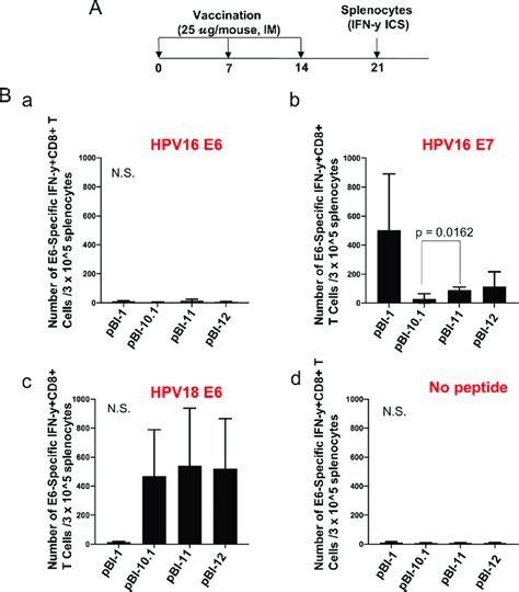 Comparison Of Hpv E E Specific Cd T Cell Responses Generated