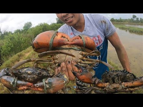 Part1 Catch Cook Huge Mangrove Mud Crabs Alimango Hunting Ep28 YouTube