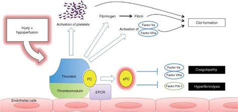 Simple Overview Of The Thrombinthrombomodulin Complex And Protein C