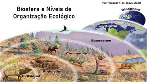 Aula 6 Níveis De Organização Ecológico E Biosfera Youtube