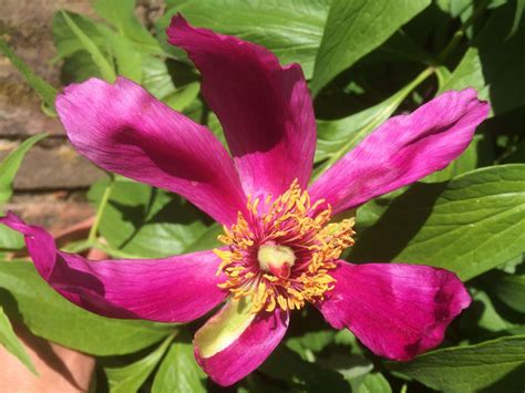 Paeonia Officinalis Pioen Pioenroos Peony Hortus Botanicus Leiden