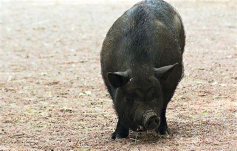 Pigs, Rare Pig Breeds | Rare Breeds Centre | Pig breeds, Rare breed ...