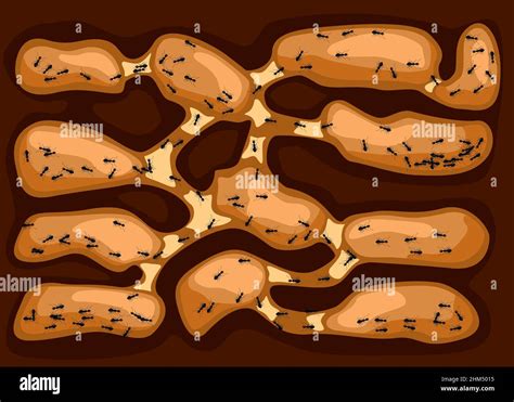 Ant family moving in tunnels anthill. Home of insects which life into ...