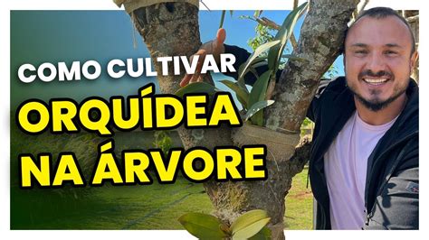 Como cultivar orquídeas em árvores Método simples e fácil YouTube