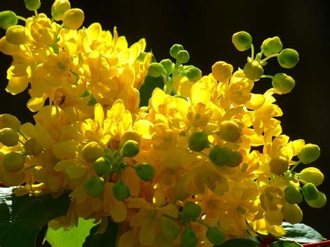 Mahonie Ordinary Mahonia Close Up - Free photo on Pixabay - Pixabay