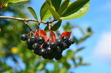 Купить Арония черноплодная (черноплодная рябина) (Aronia melanocarpa ...