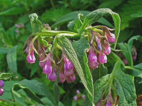 La Consoude Une Plante Indispensable Aux Permaculteurs Jardins