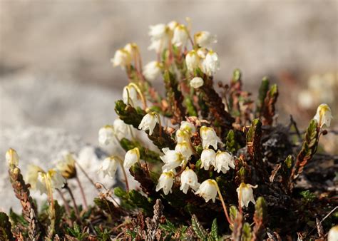 Arctic Bell Heather Cassiope Tetragona Blomstrandhalvøya Flickr