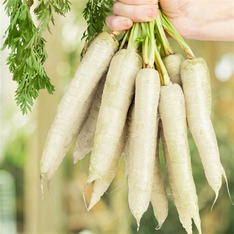 Lunar White Carrot Daucus Carota Annies Heirloom Seeds