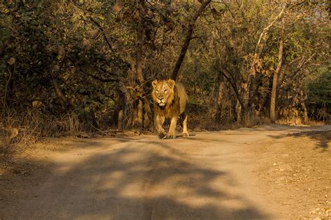 Gir National Park - Tourist Information Center