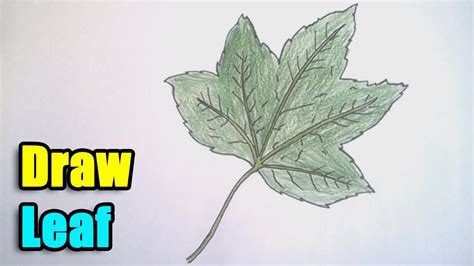 How To Draw A Leaf Step By Step Youtube