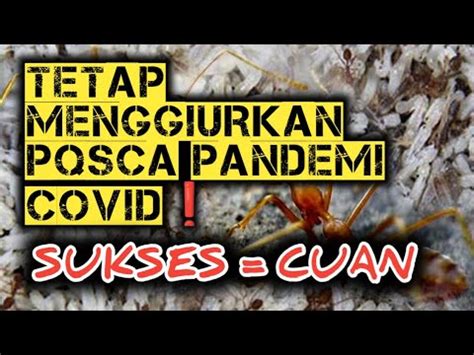 Pasca Pandemi Covid Bisnis Ternak Semut Rangrang Penghasil Kroto