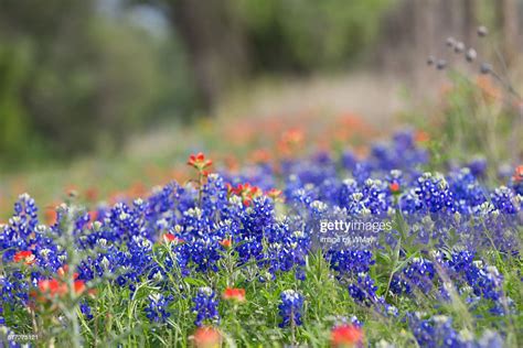 Texas Wildflowers In Bloom High Res Stock Photo Getty Images