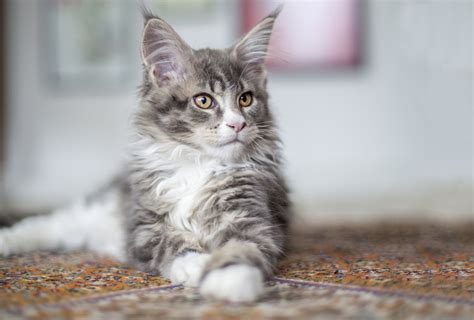 Maine Coon British Shorthair Mix Fondo De Pantalla Principal