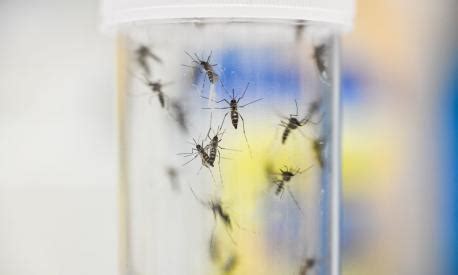 Virus West Nile Sintomi Cos E Come Si Prende Cosa Succede A Padova