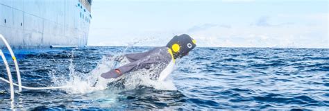 Polar Plunge Albatros Expeditions