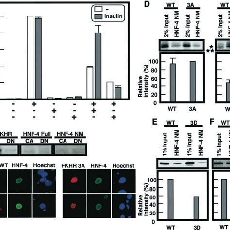 Mechanism Of The Repression Of HNF 4 Mediated Transactivation By FKHR