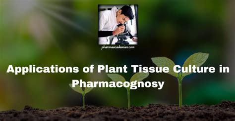 Applications Of Plant Tissue Culture In Pharmacognosy Pharmaacademias