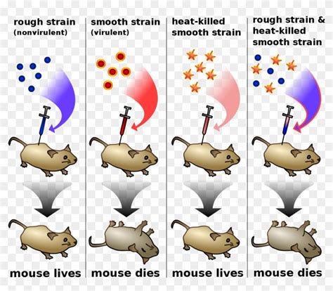 Griffiths Experiment Frederick Griffith Experiment Hd Png Download