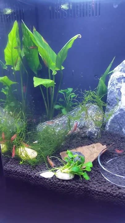 Update On Shrimp Tank Youtube