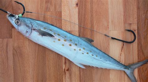 How To Rig A Mackerel With A Stinger Hook FISHTRACK