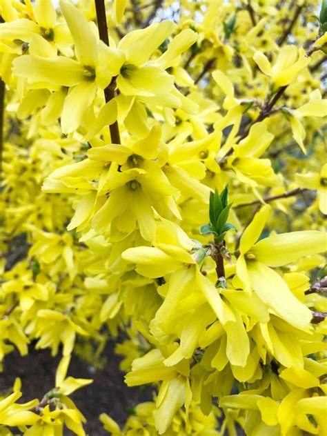 Buy Lynwood Gold Forsythia Shrubs Online Stadler Nurseries