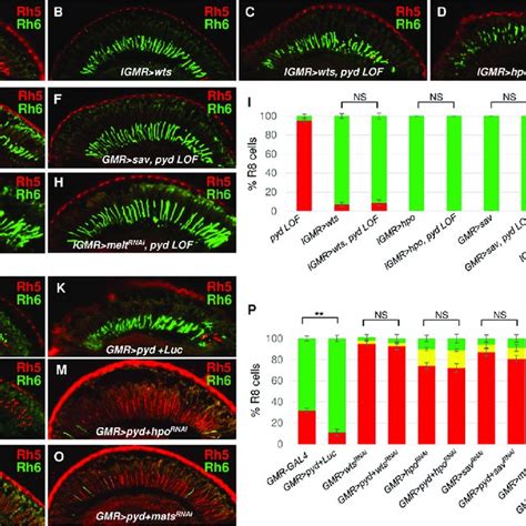 Pyd Functions Upstream Of The Core Components Of The Hippo Pathway For