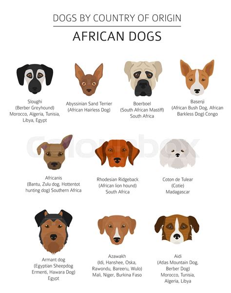 African Lion Dog Breed