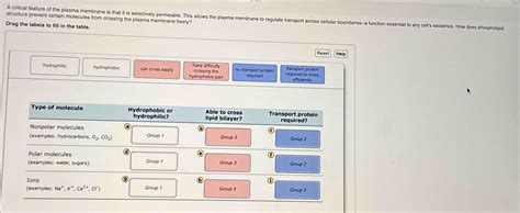 Solved structure prevent certain molecules from crossing the | Chegg.com 