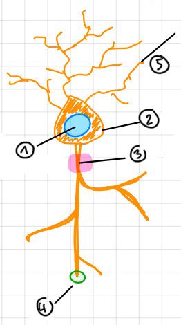 Biologische Psychologie Karteikarten Quizlet