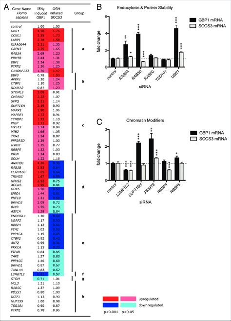 Screening For JAK STAT Modulating Genes By QPCR A Heat Map Showing