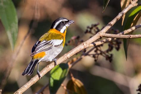 Birding Tours Of Cuba In 2019 From Birdscaribbean Birdscaribbean