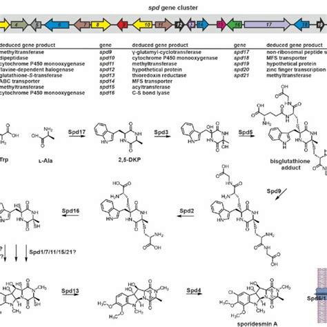 Gene Cluster And Putative Biosynthesis Scheme For Sporidesmin A