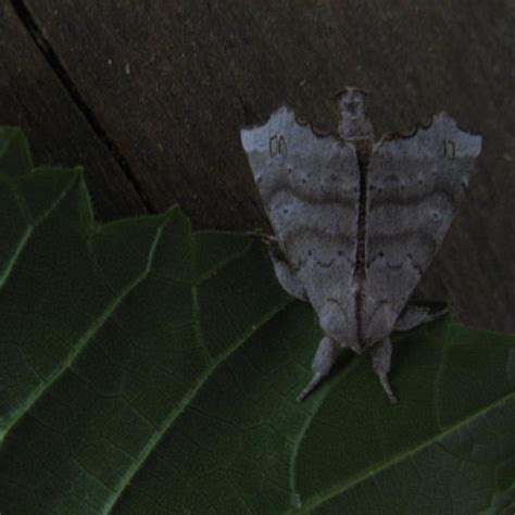 The Angel Moth Olceclostera Angelica Grote 1864 Butterflies And