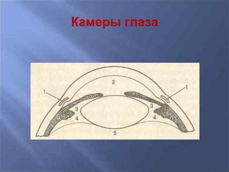 ГЛАУКОМА Угол передней камеры Камеры глаза