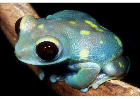 Black Eyed Tree Frog Price Sandy Mares