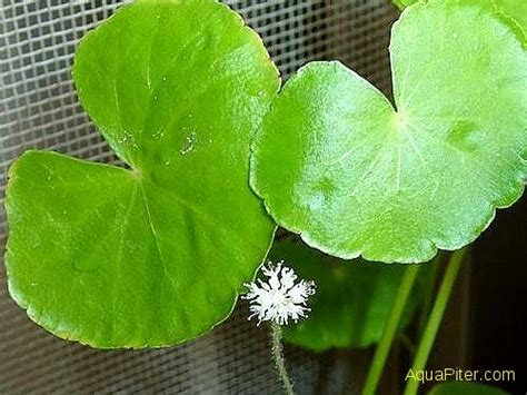 Гидрокотила белоголовая (Hydrocotyle leucocephala) | Интернет-магазин ...