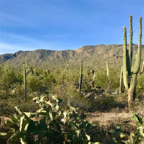 Exploring The Historic Charm Of Old Scottsdale