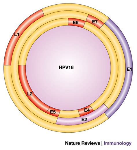 Schematic Of The Human Papillomavirus 16 Hpv16 Genome Showing The