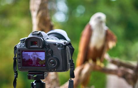 The Best Photography Tips For Bird-Watchers