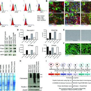 Identification Of Mesenchymal Progenitor Cell Specific Markers Using