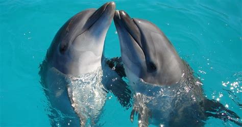 Nado Con Delfines En Canc N E Isla Mujeres Lainfo