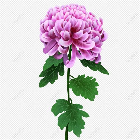 Purple Chrysanthemums Png Images With Transparent Background Free